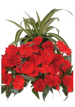 Charger l'image dans la galerie, Jardinière 13" - Impatients Nouvelle-Guinée