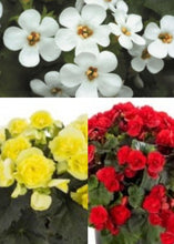 Charger l'image dans la galerie, Jardinière 13" - Bégonias Solénias
