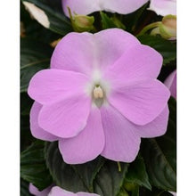 Charger l'image dans la galerie, Jardinière 12" - Impatient Nouvelle-Guinée