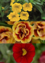 Charger l'image dans la galerie, Jardinière 13" - Calibrachoas (Million bells)