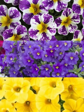 Charger l'image dans la galerie, Jardinière 13" - Calibrachoas (Million bells)
