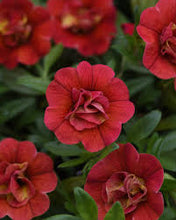 Charger l'image dans la galerie, Jardinière 12" - Calibrachoas (Million bells)