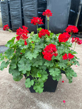 Charger l'image dans la galerie, Arrangement de luxe 15" - Géraniums Calliopés