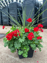 Charger l'image dans la galerie, Arrangement de luxe 15" - Géraniums Calliopés
