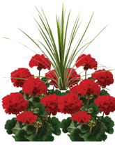 Charger l'image dans la galerie, Arrangement patio 14" - Géraniums Doubles