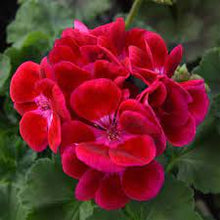 Charger l'image dans la galerie, Jardinière 12" - Géraniums doubles