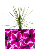 Charger l'image dans la galerie, Arrangement 14" - Pétunia
