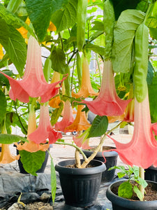 Brugmansia patio 15"