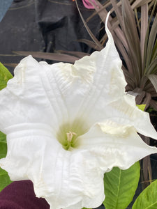 Brugmansia patio 15"