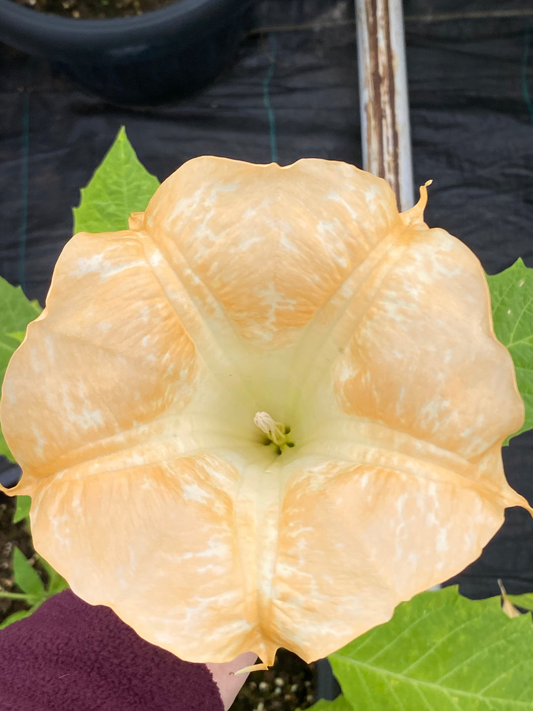 Brugmansia patio 15