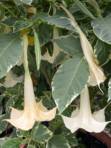 Brugmansia patio 15"