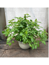 Charger l'image dans la galerie, Jardinière de tomates cerises Heartbreaker Dora
