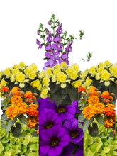 Charger l'image dans la galerie, Balconnière 24" - Bégonia Solénia
