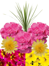 Charger l'image dans la galerie, Arrangement de luxe 15" - Géranium Double
