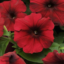 Charger l'image dans la galerie, Jardinière 12" - Pétunia Wave
