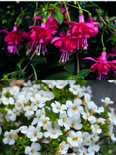 Charger l'image dans la galerie, Jardinière 13" - Fuchsia
