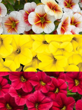 Charger l'image dans la galerie, Jardinière 13" - Calibrachoa (Million bells)
