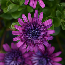 Charger l'image dans la galerie, Jardinière 12" - Ostéospermum
