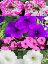 Charger l'image dans la galerie, Jardinière 13" - Supertunia
