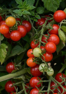 Jardinière de tomates cerises CandyLand Rouge