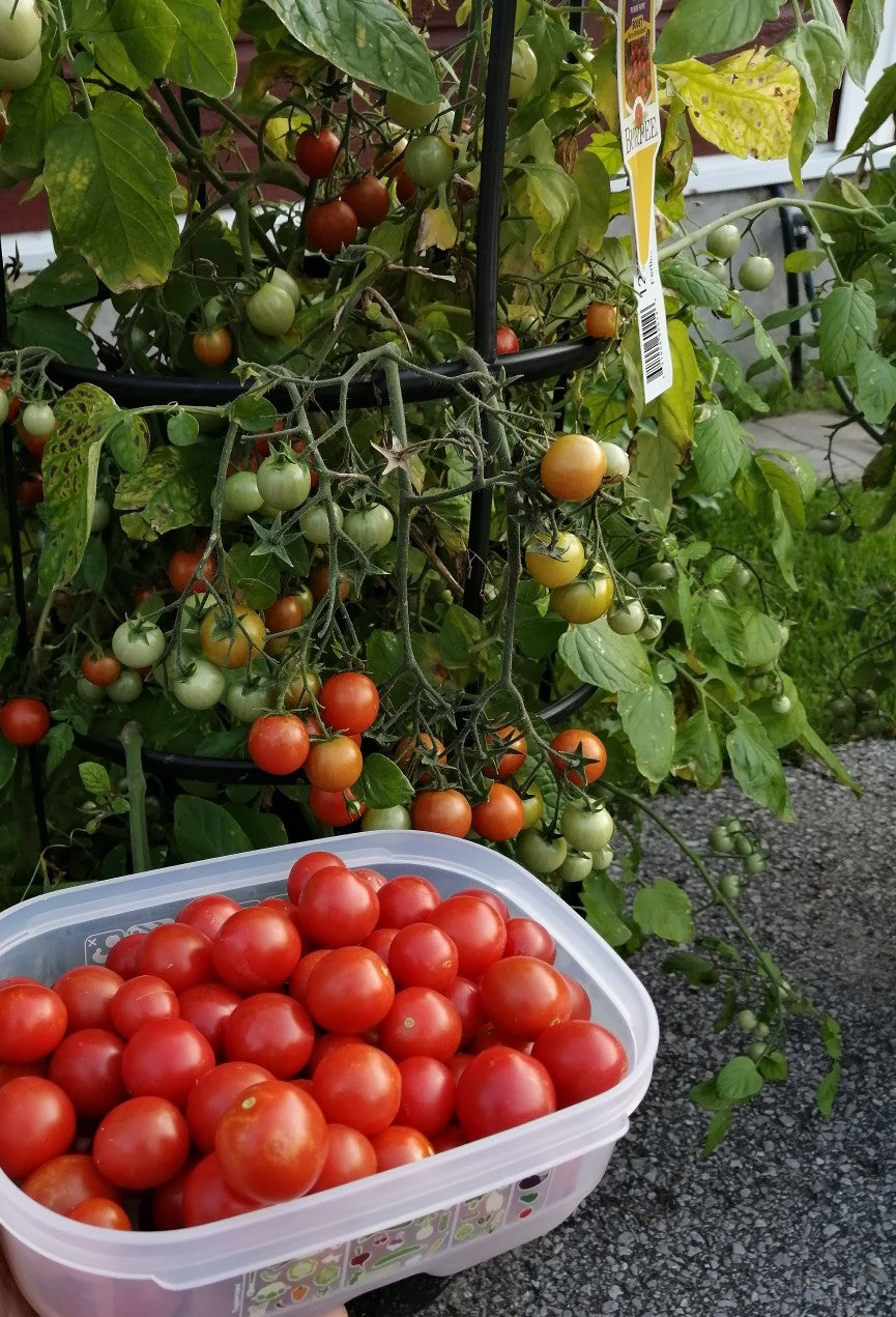 Jardinière de tomates cerises mix – Serres Belle-de-Jour