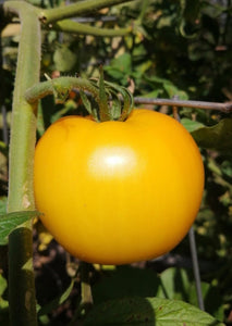 Patio 12" de tomates jaunes Carolina Gold