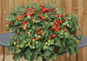 Jardinière de tomates cerises mix
