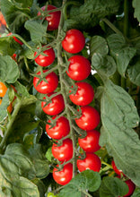 Charger l&#39;image dans la galerie, Combo 15&quot; de plants de tomates
