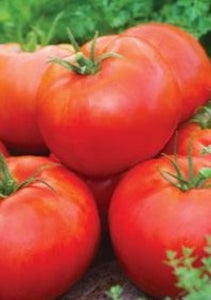 Patio 12" de tomates Husky