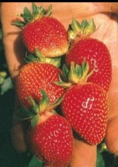 Fraise berri basket
