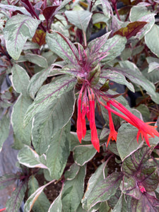 Fuchsia Géant Variegata 15"