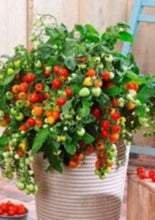 Charger l'image dans la galerie, Jardinière de tomates cerises Heartbreaker Dora
